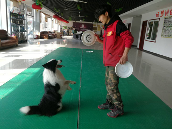 边牧犬训练飞盘犬：贝贝
